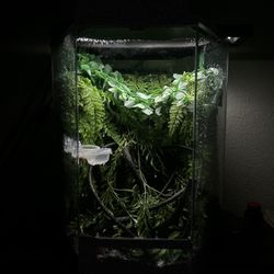 Crested Gecko With Enclosure 