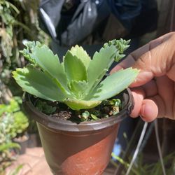 Mother Of A Thousand Mexican Hat Succulent 
