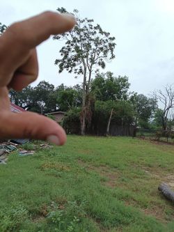 Tree magic