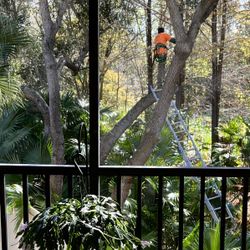 Tree trimming