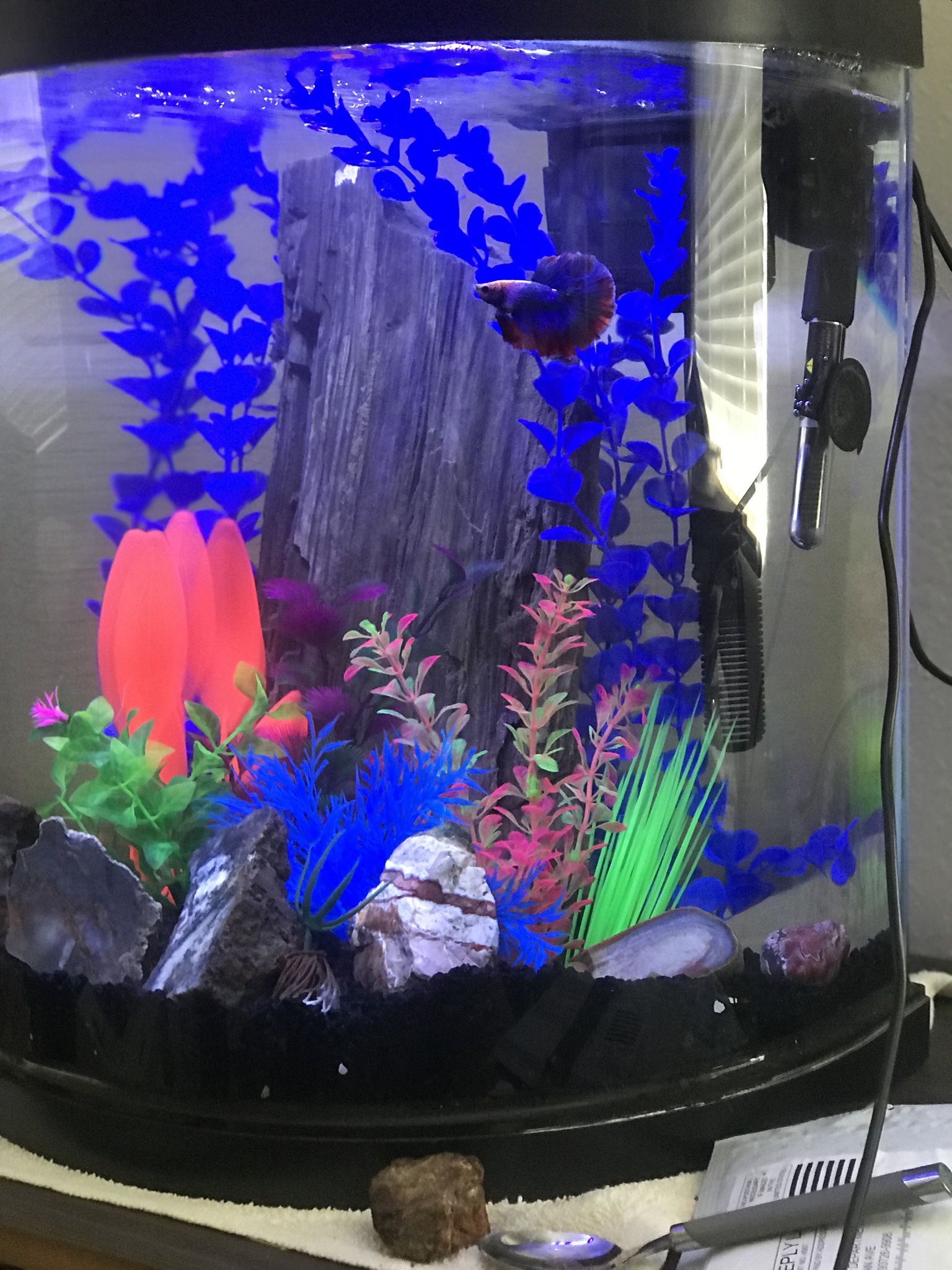 Small. Aquarium Tank