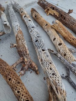 Cholla wood Raw Untreated
