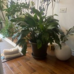 Extra Large Peace Lilly Plant 