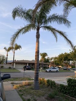 Free Queen palm