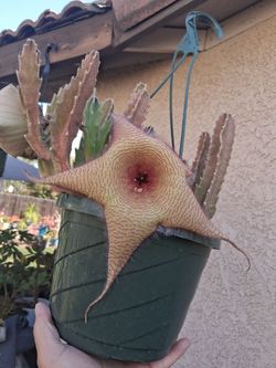 Stapelia Starfish Cactus in Bloom $35
