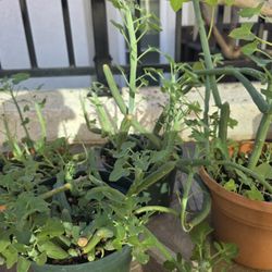 Candle Plant Succulents 