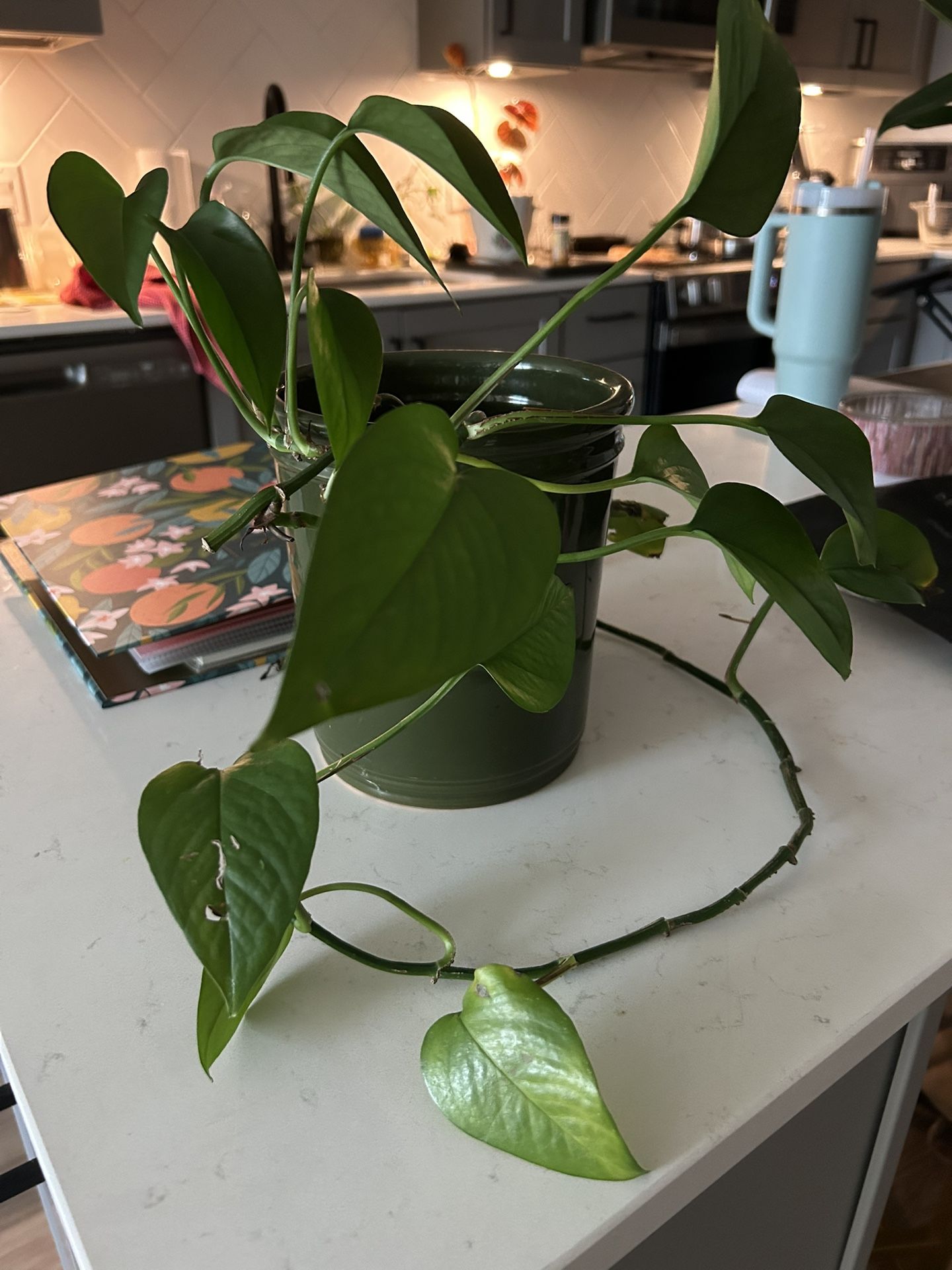 Pothos Plant And Pot