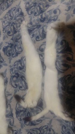 Tanned White Fox Hide Fur Pelt Graded 1 Taxidermy Fox Skin Fur Decor Craft