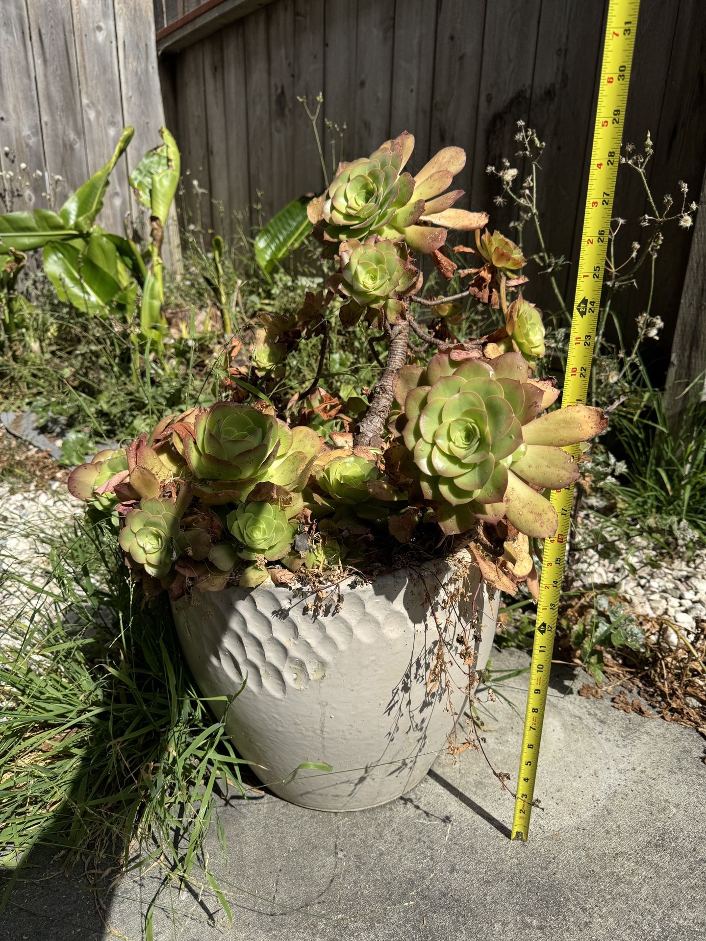 Succulent Plant With Planter