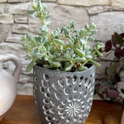 Succulent Pink Ice House Plant In Cute Pot 4”H.
