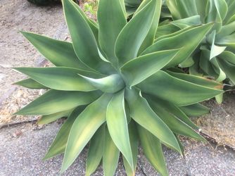 Fox Tail Agave Plants different sizes you can pick the size you want and I will cut it for you. The price will start with $5 and up.