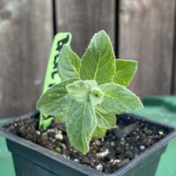 basil mint albahaca menta plant plant yerba buena