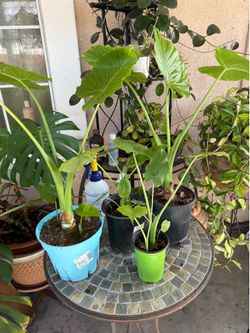 Alocasia ear elephant plant from 7 dollars up 20 dollars