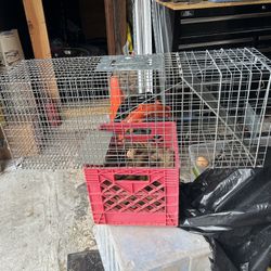 Animal Trap
