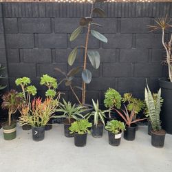 Plants And Succulents $5 Each
