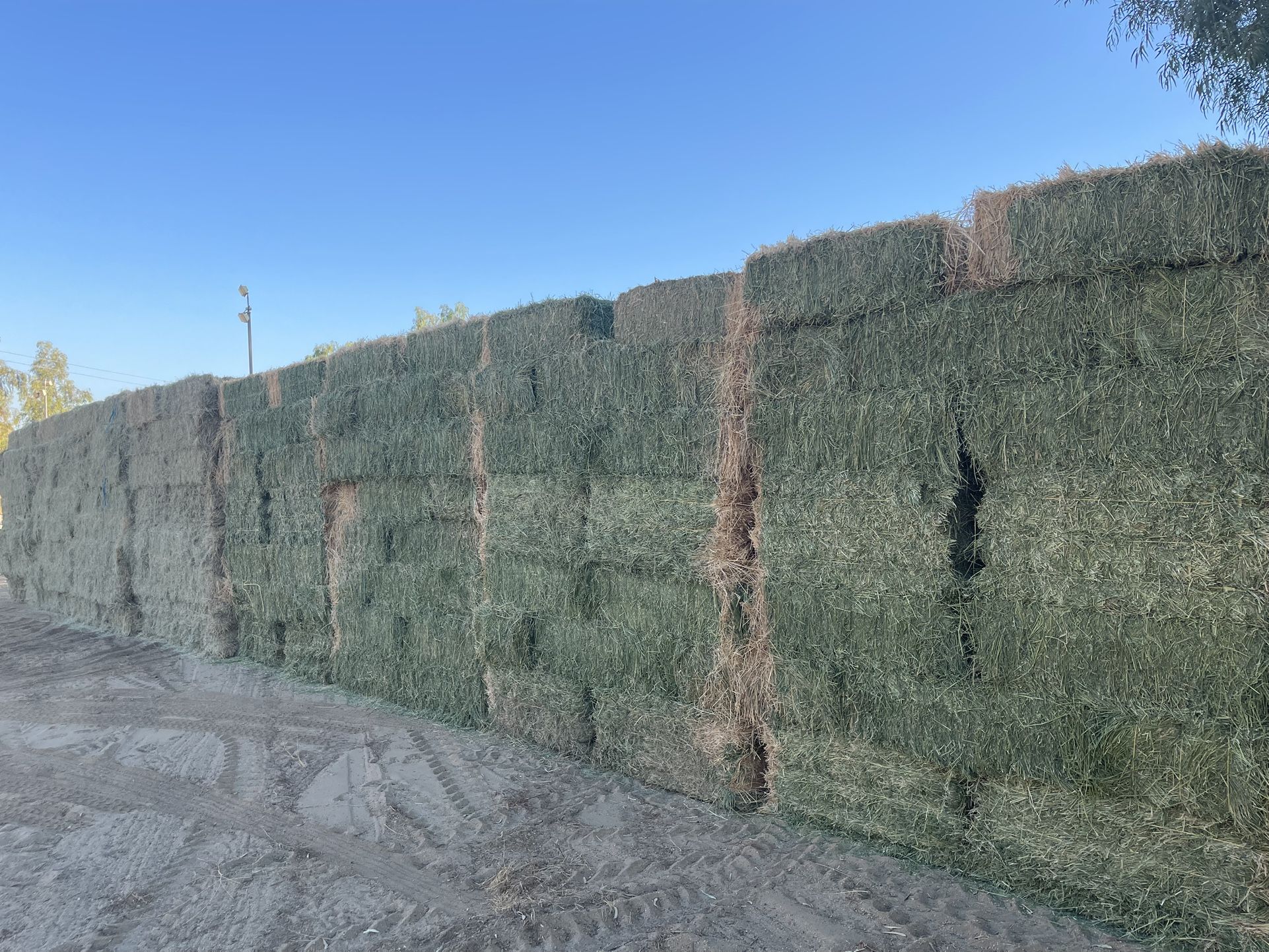 Alfalfa Horse Quality.
