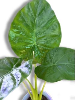 Beautiful, Shiny, Big Leaf Alocasia Green Plant - 4inch