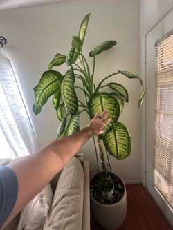 Beautiful plant