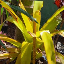 Bromeliad - Aechmea blanchetiana 'Orangeade'
