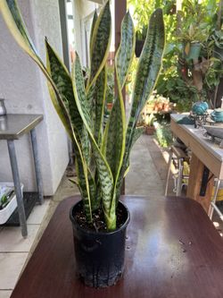 Snake plants in 1 gallon container