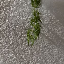 Floater Aquarium Plant