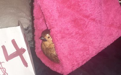 Hanging snuggle place