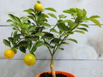 Grapefruit Trees