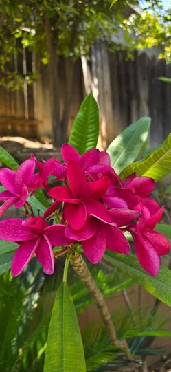 Plumeria