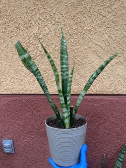 Plant 🪴