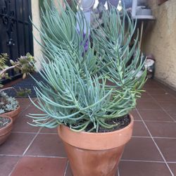 Senecio Succulent Plant