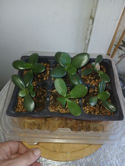 6 Jade Plants