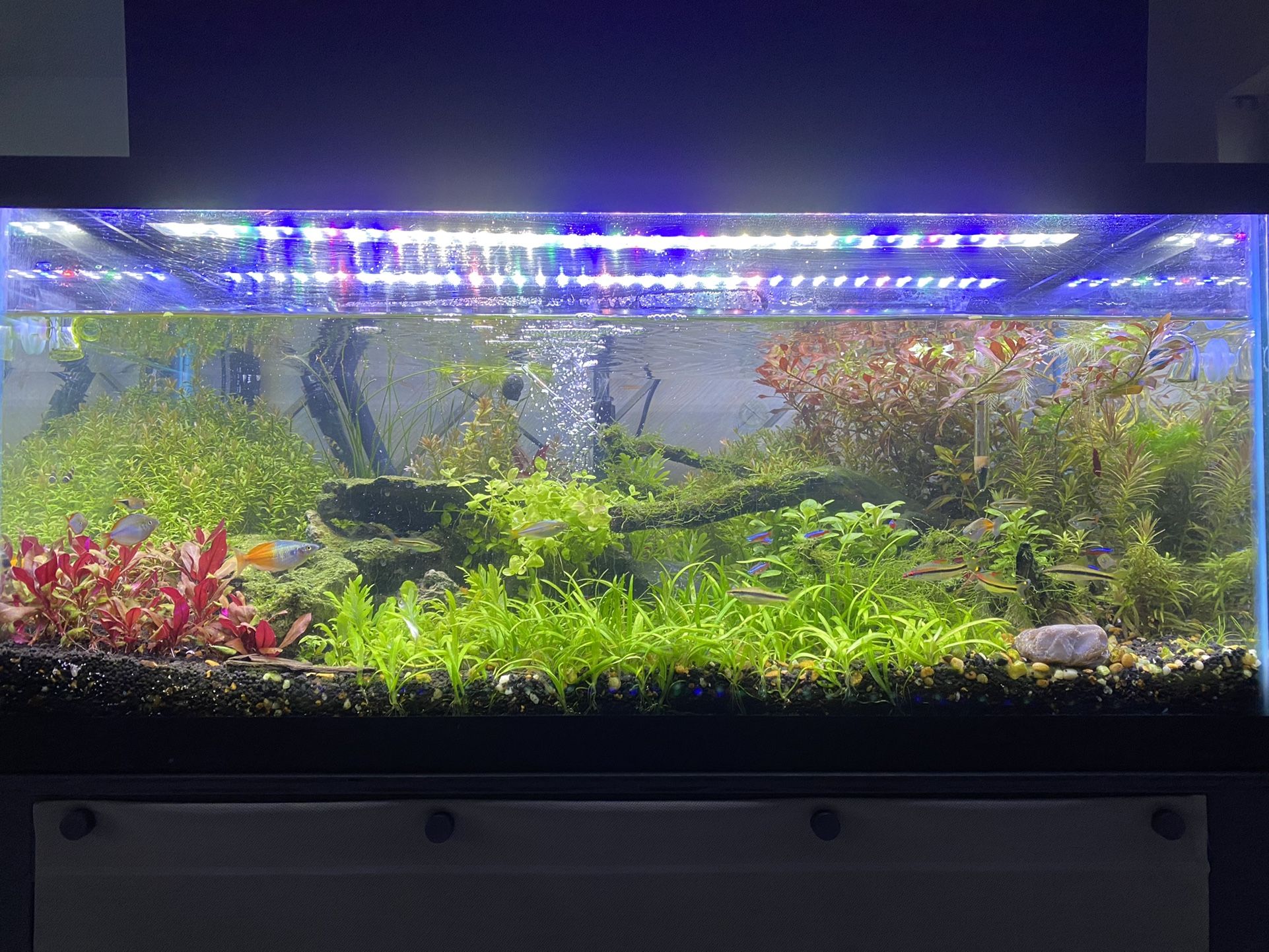40 Gallon Planted Aquarium Fish tank Aquascape