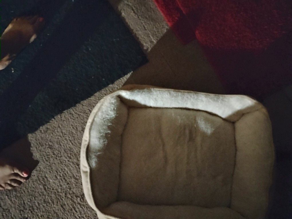 Cat Bed