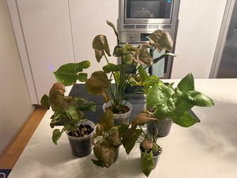 Syngoniums!