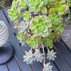 Call For Succulents Lovers Succulent For $5
