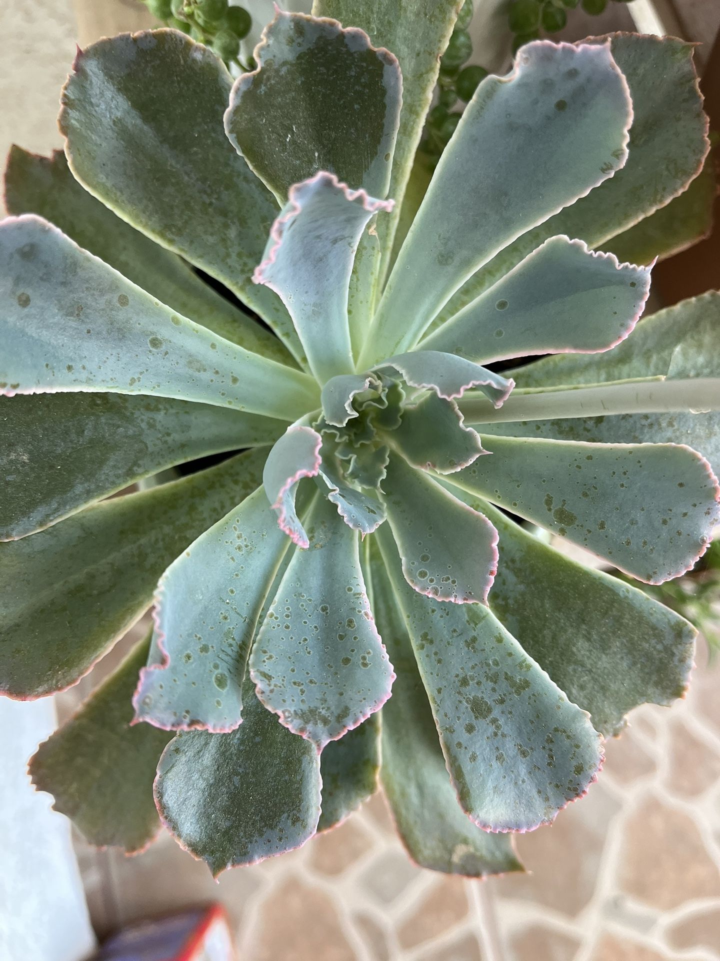 Succulent Plant
