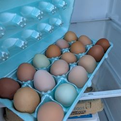 Organic Cage Free Eggs 