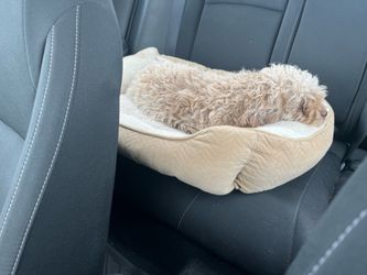 Adorable Shih Tzu Chihuahua mix
