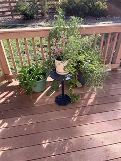 Plants and Plant Stand