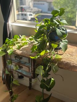 🌱 Pothos Plant 🪴