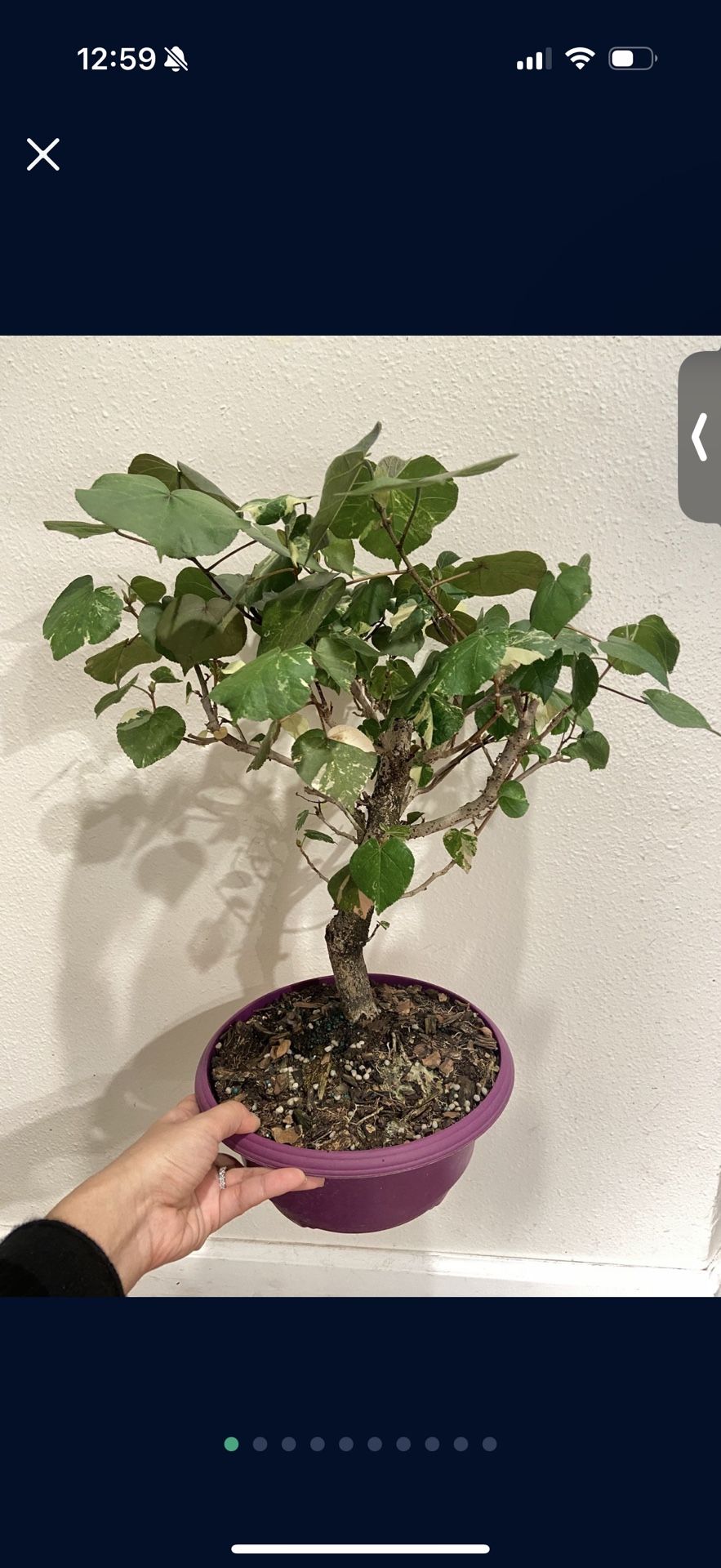 Houseplant Bonsai Hibiscus Variegated In 8 Inch Bonsai Pot