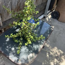 Small.  Patio.  Table.  And.  Plant