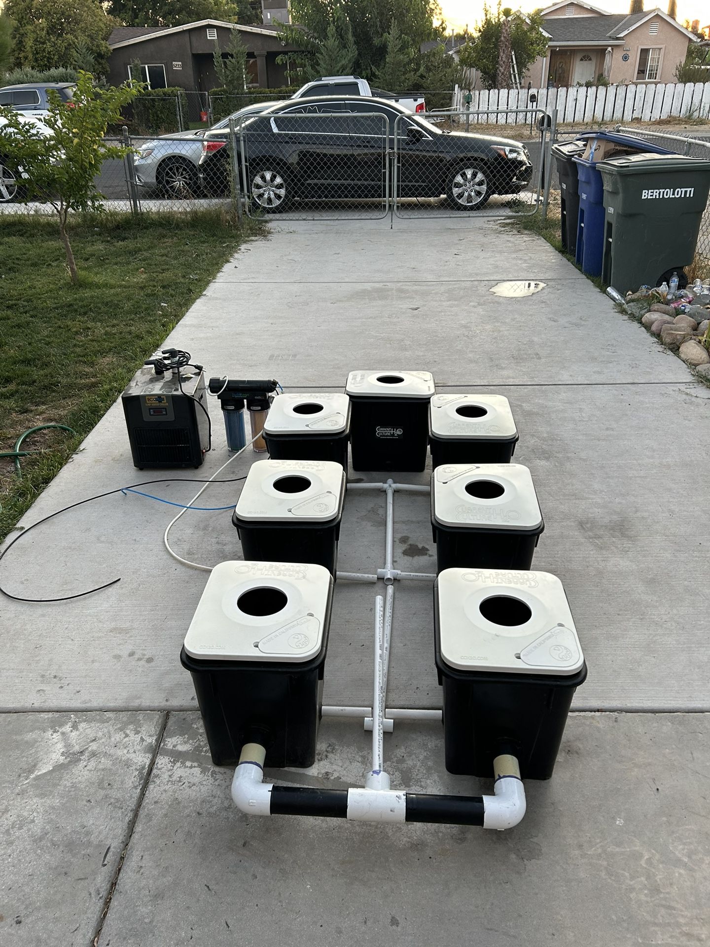 Current Culture  Hydroponic Setup 