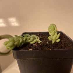 Donkey Tail Succulent 