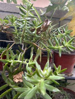 Planta