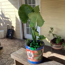 Live Elephant Ear Plant In Pot