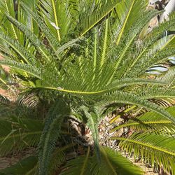 LARGE Sago  Palm In Huge Terracotta Pot