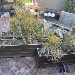 Firestick / Pencil Cactus in Redwood Planters