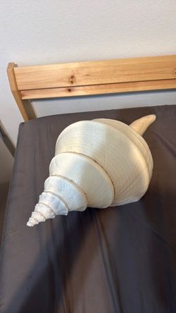 23 inch long Horse Conch shell, ~28-29 inch diameter