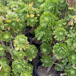Aeonium Arboreum